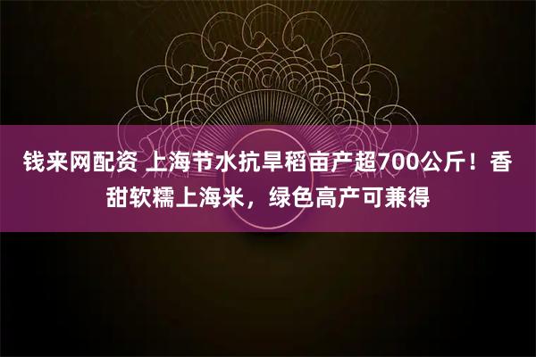 钱来网配资 上海节水抗旱稻亩产超700公斤!香甜软糯上海米,绿色高产可兼得